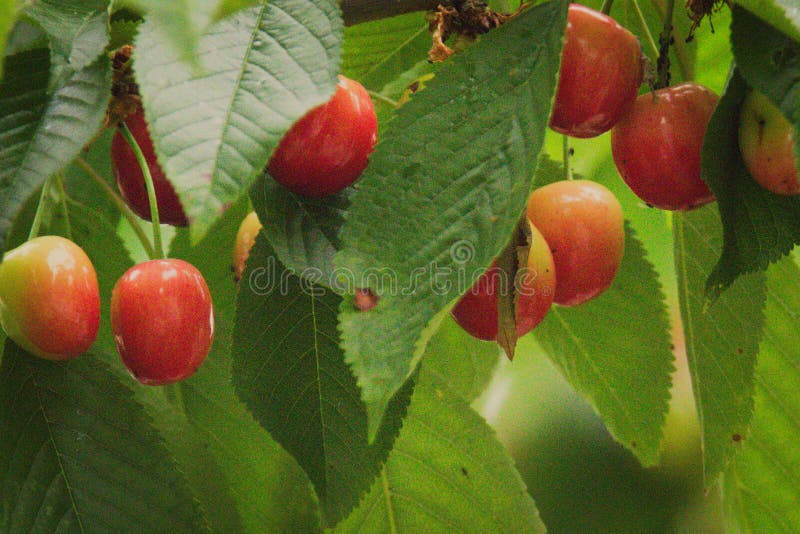 Ripening Fruit of Cherry Prunus Avium Bird Cherry Stock Image Image of background, ecology