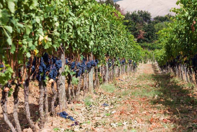 Ripening grape clusters on the vine