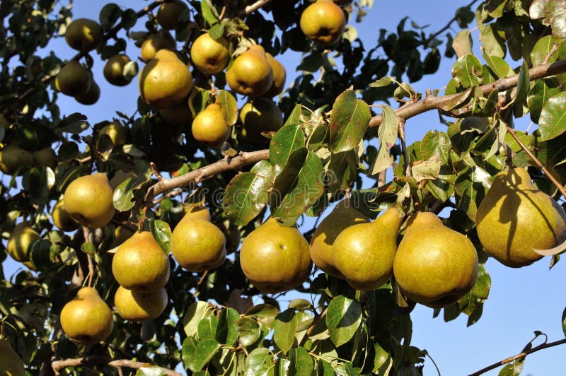 Ripening pears on a tree in the orchard