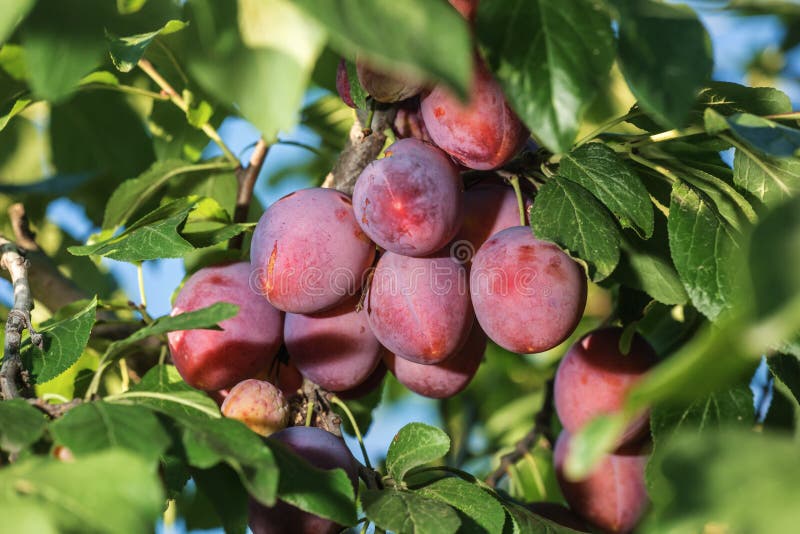 The Small Purple Plums Ripening On A Branch. Stock Photo Image of