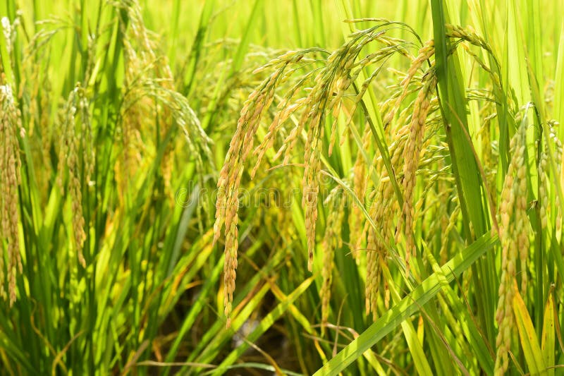 Ripening Rice in a Paddy Field Stock Photo - Image of gold, asian: 64277702