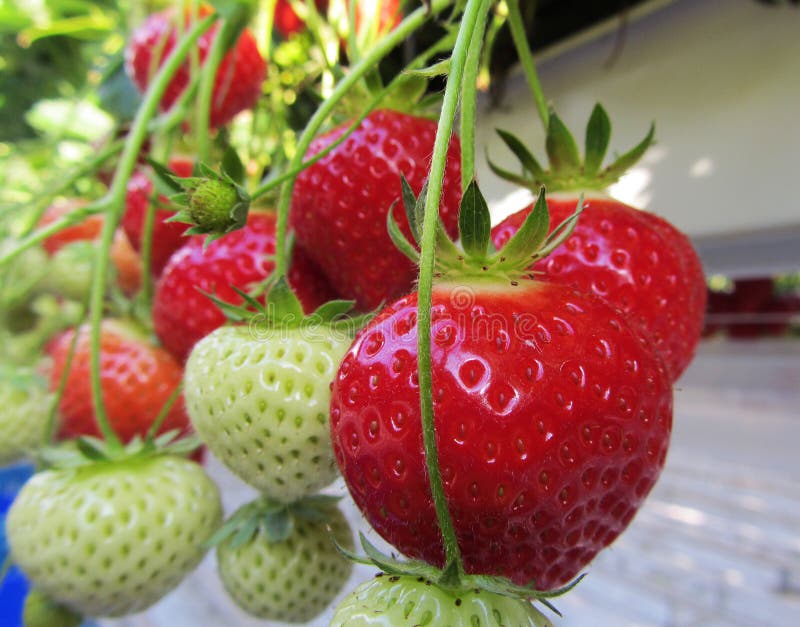 Strawberries Hanging In A Dutch Greenhouse Stock Image - Image of juicy