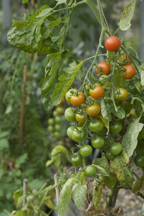 Ripening of Tomato Fruits among Green Foliage in a Greenhouse on a Summer Day Stock Image