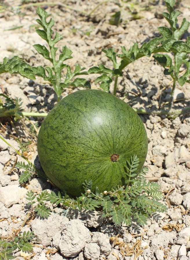 Ripening Watermelon In The Garden Stock Image Image of harvest