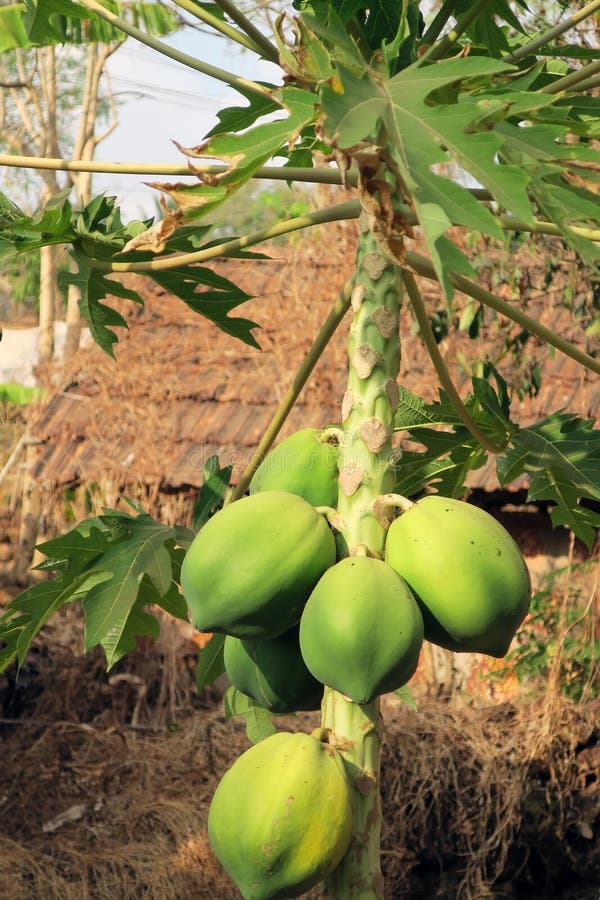 Ripening Yellow Green Papaya on the Tree Stock Image Image of