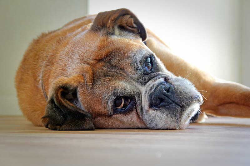 Riposo del cane del pugile fotografie stock libere da diritti Riposo del cane del pugile fotografie stock libere da diritti