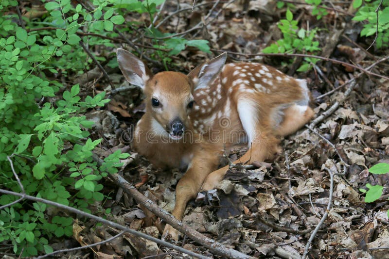 A White Tailed fawn resting in the woods. A White Tailed fawn resting in the woods