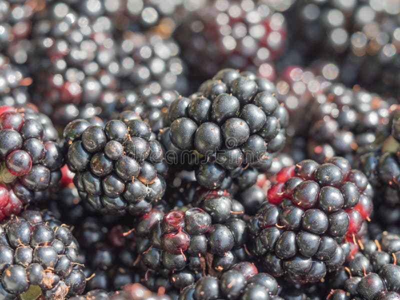 Ripped blackberries. Macro photography of multiple ripped blackberries with depth of field. Additional RAW file format available for download royalty free stock image Ripped blackberries. Macro photography of multiple ripped blackberries with depth of field. Additional RAW file format available for download royalty free stock image