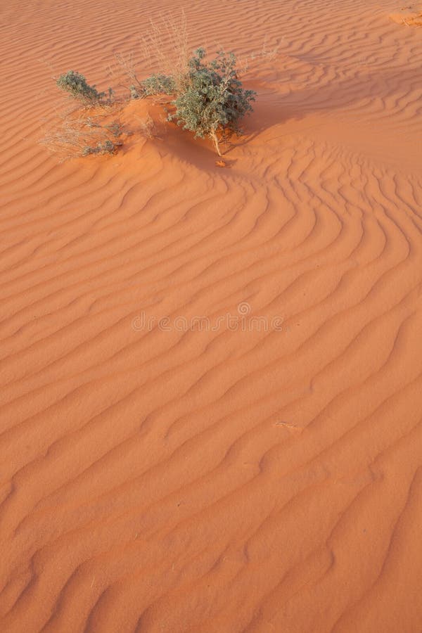 Ripples in wind blown sand and desert bush lit my early morning sun royalty free stock images Ripples in wind blown sand and desert bush lit my early morning sun royalty free stock images
