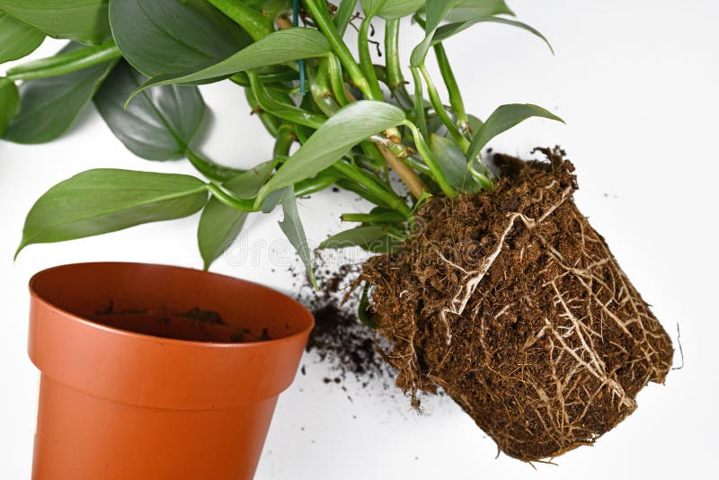 Riproduzione di piante che mostrano radici in terreno a forma di vaso di fiori di una pianta esotica accanto a una pentola di pla