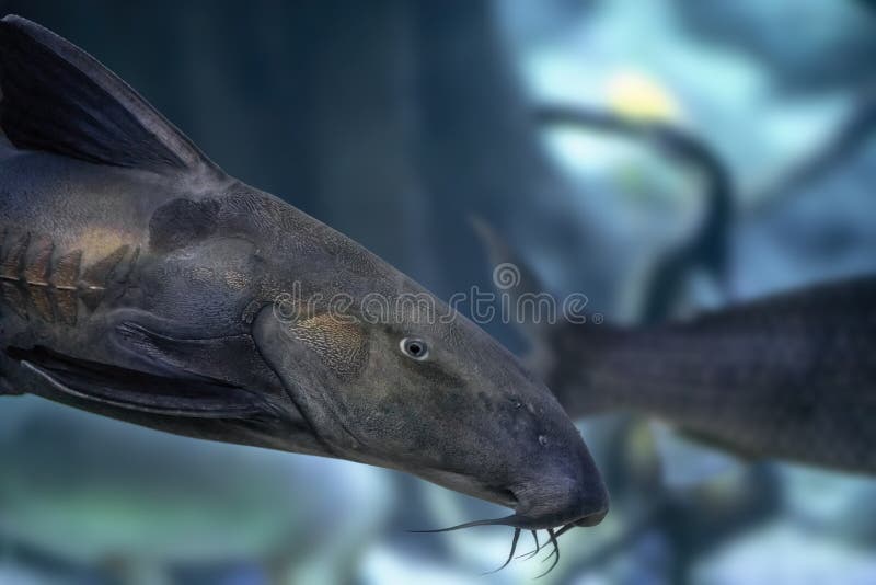 292 Catfish Whiskers Stock Photos - Free & Royalty-Free Stock Photos from  Dreamstime