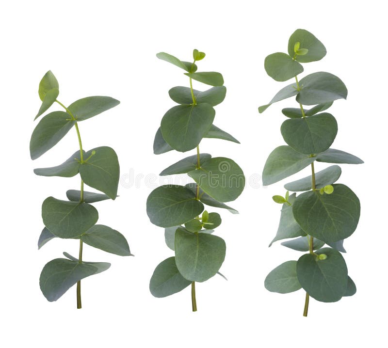 Ris för eukalyptus tre med gröna sidor som isoleras på vit bakgrund royaltyfri bild Ris för eukalyptus tre med gröna sidor som isoleras på vit bakgrund royaltyfri bild