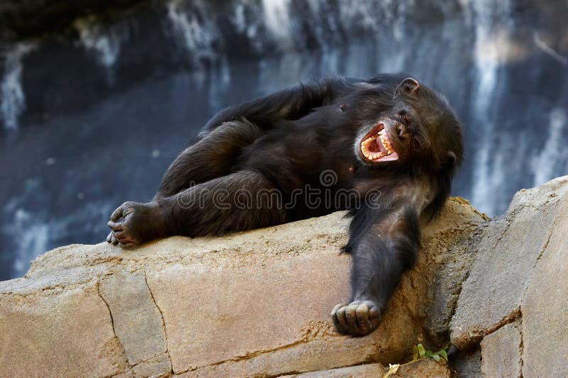 Risa del chimpancé fotografía de archivo