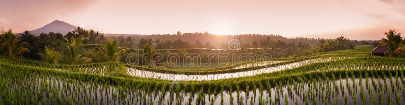 Risaie di Bali fotografia stock libera da diritti Risaie di Bali fotografia stock libera da diritti