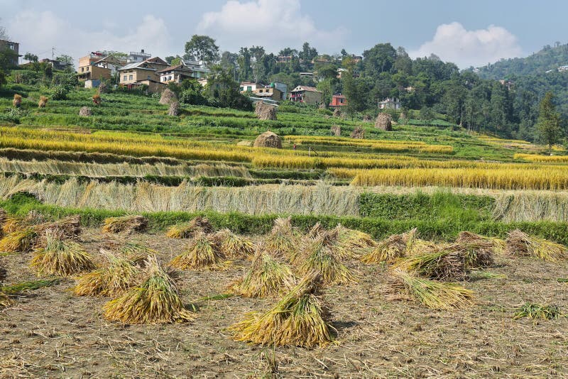 Risaie nel villaggio di Batashi, Panauti, Nepal immagini stock libere da diritti Risaie nel villaggio di Batashi, Panauti, Nepal immagini stock libere da diritti