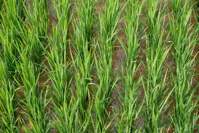 Risaie verdi di agricoltura fotografie stock Risaie verdi di agricoltura fotografie stock
