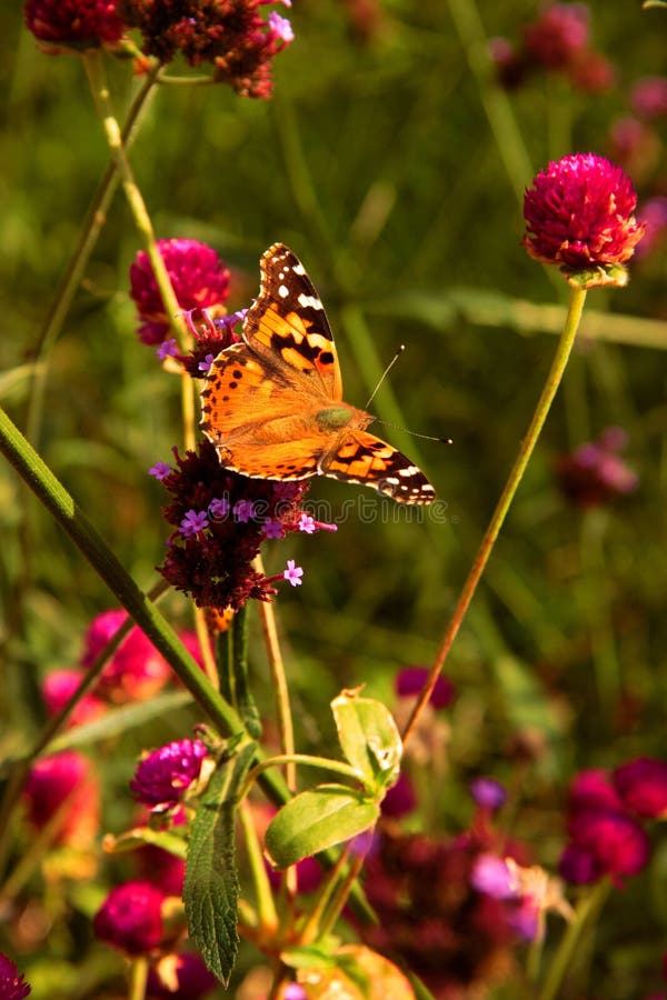 Monarch butterfly in garden. Monarch butterfly in garden.