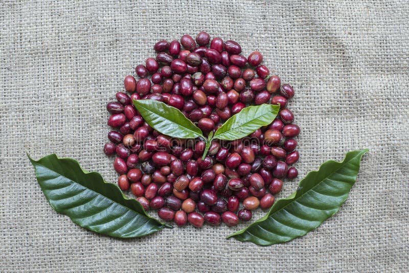 Riscaldamento globale fatto dalle bacche di caffè immagini stock Riscaldamento globale fatto dalle bacche di caffè immagini stock