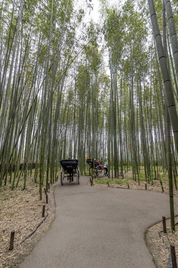 Risciò dentro la foresta di bambù di Arashiyama, Kyoto, Giappone immagini stock Risciò dentro la foresta di bambù di Arashiyama, Kyoto, Giappone immagini stock