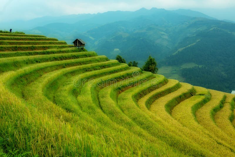 Risfält för terrass för Vietnam landskap härlig arkivbild Risfält för terrass för Vietnam landskap härlig arkivbild