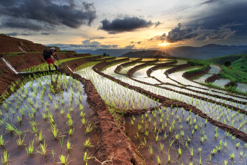 Risfält som terrasseras på på Chiang Mai, Thailand arkivfoton Risfält som terrasseras på på Chiang Mai, Thailand arkivfoton