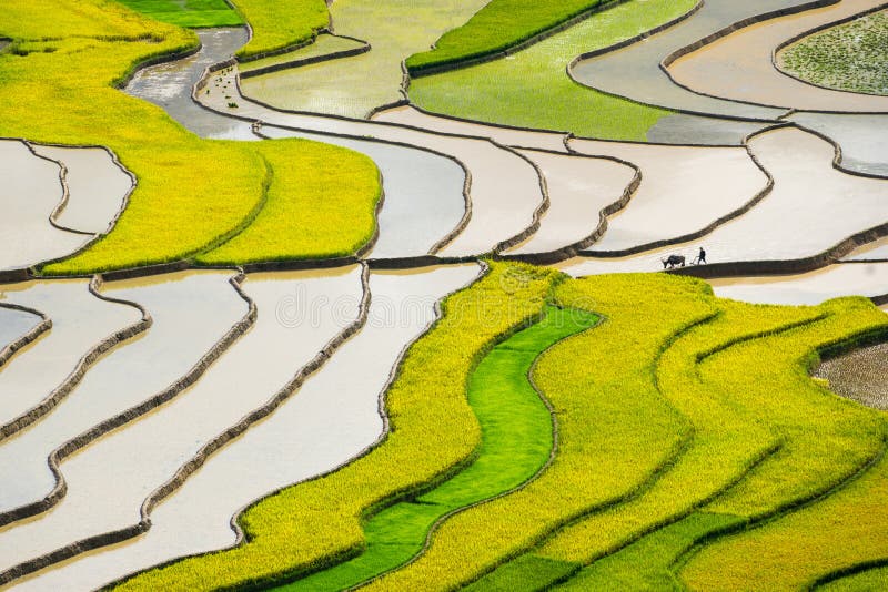 Rice fields on terraced in rainny seasont at TU LE Village, Yen Bai, Vietnam. Rice fields prepare for transplant at Northwest Vietnam. Rice fields on terraced in rainny seasont at TU LE Village, Yen Bai, Vietnam. Rice fields prepare for transplant at Northwest Vietnam