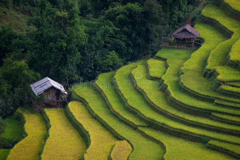 Rice fields on terraced in sunset at Mu Cang Chai, Yen Bai, Vietnam. Rice fields prepare the harvest at Northwest Vietnam. Rice fields on terraced in sunset at Mu Cang Chai, Yen Bai, Vietnam. Rice fields prepare the harvest at Northwest Vietnam