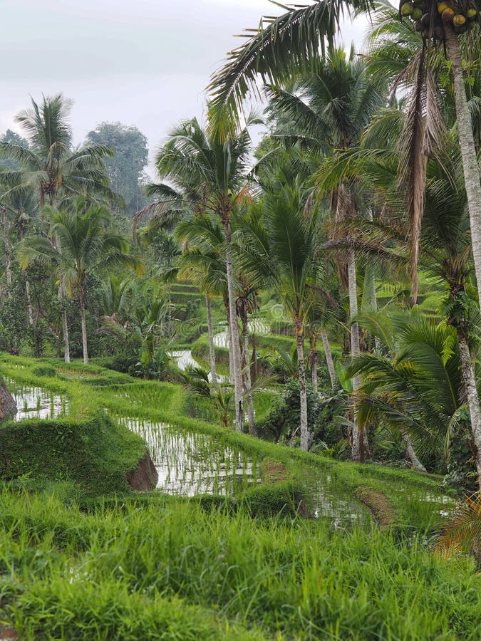 Risfält terrasserar och gömma i handflatan i Bali, Indonesien royaltyfri foto Risfält terrasserar och gömma i handflatan i Bali, Indonesien royaltyfri foto