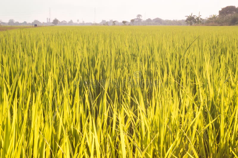 Risfältterrasser med nya unga ris, i Thailand arkivbild Risfältterrasser med nya unga ris, i Thailand arkivbild