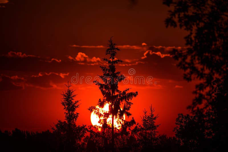 A Rising Sun Behind Spruce Trees Tree Silhouette Against The Sunrise A Rising Sun Behind Spruce Trees Tree Silhouette Against The Sunrise