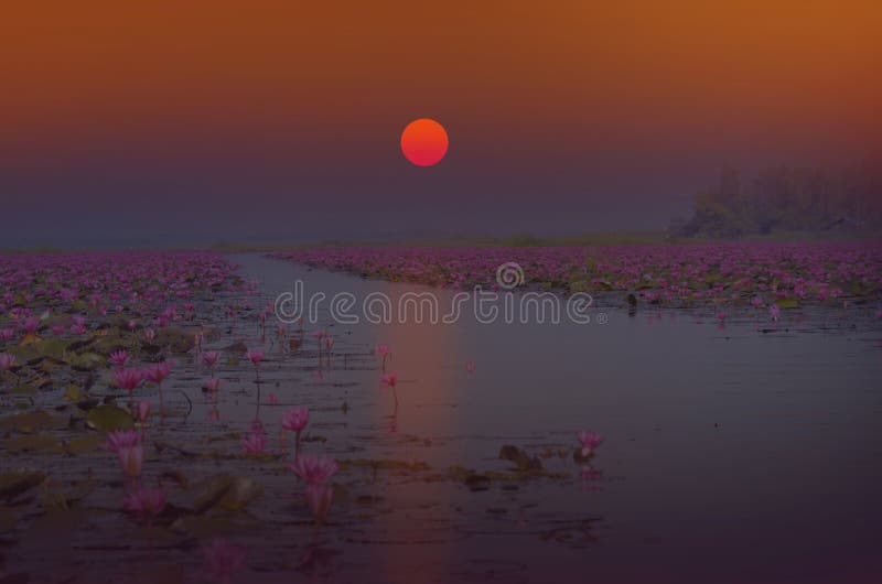 Rising sun over red water lily lake