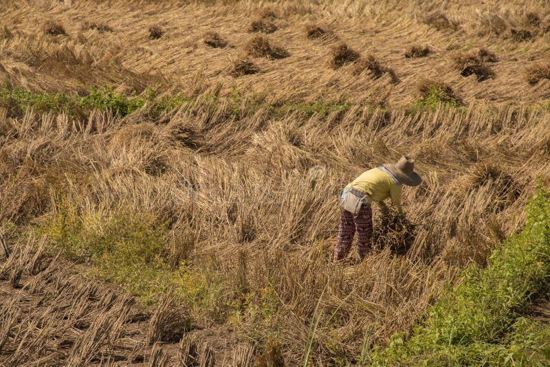 Riso dell'agricoltore che coltiva in Tailandia immagine stock libera da diritti Riso dell'agricoltore che coltiva in Tailandia immagine stock libera da diritti
