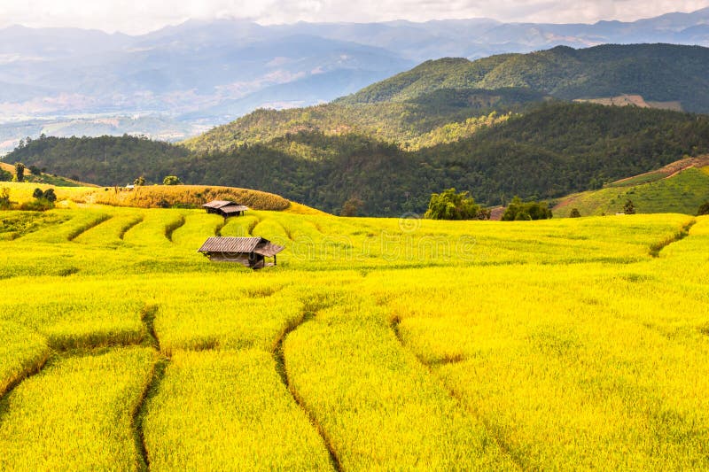 Riso della regione montana che coltiva in Tailandia fotografia stock Riso della regione montana che coltiva in Tailandia fotografia stock