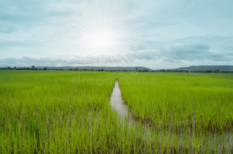 Risone verde nella stagione agricola della Thailandia immagini stock Risone verde nella stagione agricola della Thailandia immagini stock