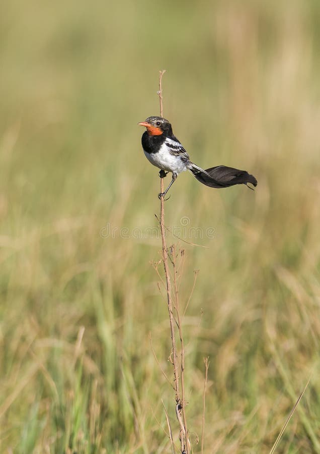 Alectrurus risora, Marais d'Iberá, Argentine images libres de droits