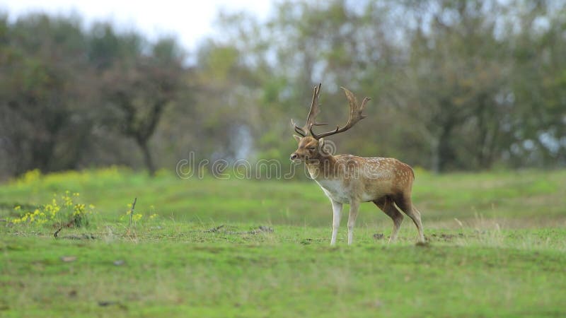 Ritaglio di arresto dei cervi a maggese in autunno