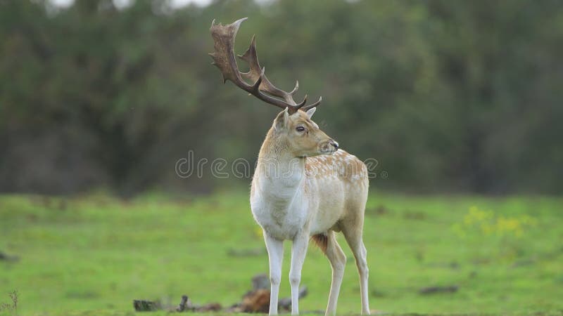 Ritaglio di arresto dei cervi a maggese in autunno