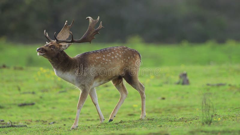 Ritaglio di arresto dei cervi a maggese in autunno