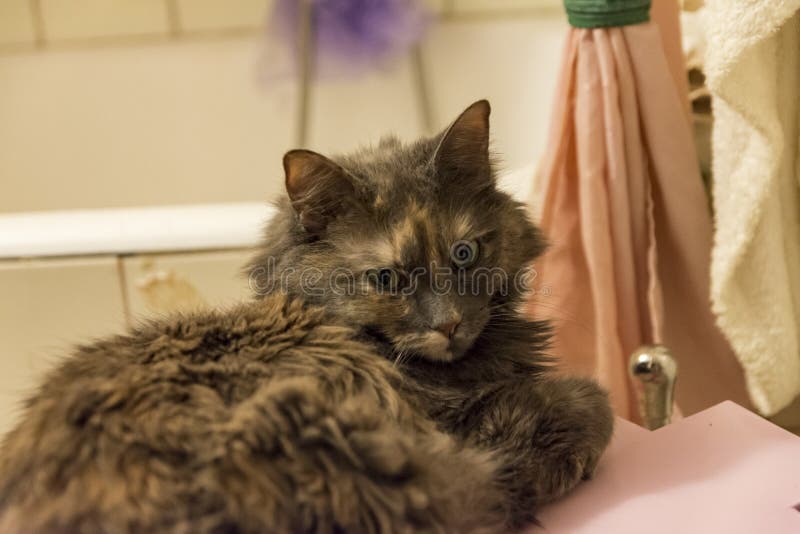 Ritratti del gatto nel bagno immagini stock Ritratti del gatto nel bagno immagini stock