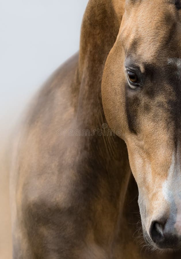 Ritratto alto vicino del cavallo dorato dell'acaro degli agrumi di Akhalteke immagine stock libera da diritti