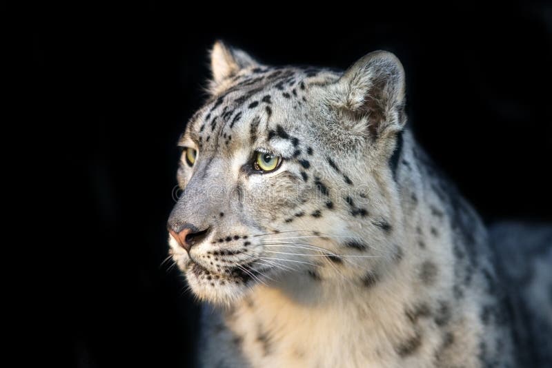 Ritratto alto vicino del leopardo delle nevi