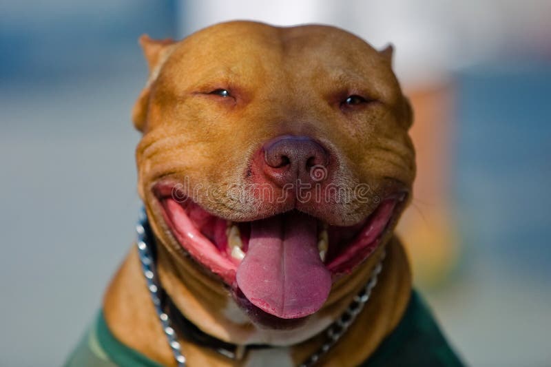 American Staffordshire Bull Terrier Portrait. Shallow DOF. American Staffordshire Bull Terrier Portrait. Shallow DOF.