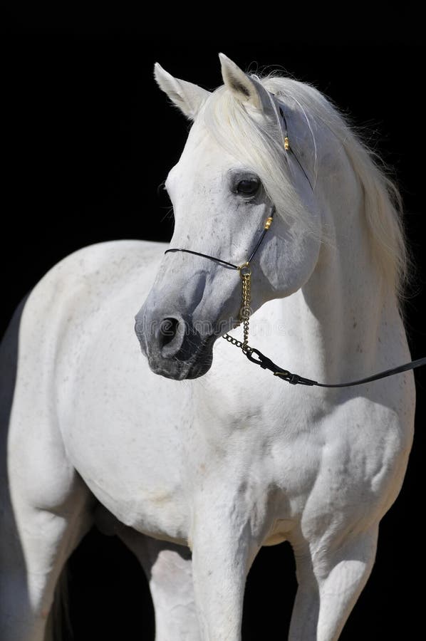 Ritratto arabo bianco dello stallion del cavallo fotografie stock libere da diritti Ritratto arabo bianco dello stallion del cavallo fotografie stock libere da diritti
