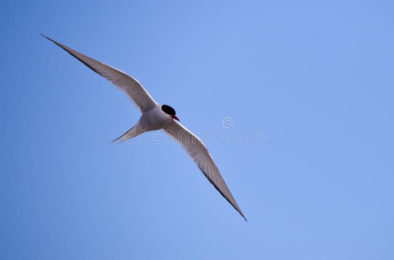 Ritratto artico della sterna in volo immagine stock