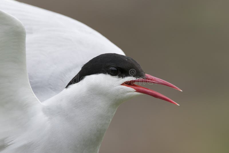 Ritratto artico della sterna in volo immagine stock
