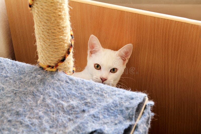 Ritratto bianco del gatto a casa che si trova e che si rilassa Chiuda su del gatto bianco del gattino in casa Bello piccolo gatti fotografia stock Ritratto bianco del gatto a casa che si trova e che si rilassa Chiuda su del gatto bianco del gattino in casa Bello piccolo gatti fotografia stock