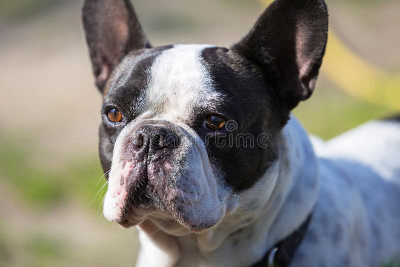 Bulldog Francese Di Razza Ritratto Di Buldog Francese Fotografia Stock - Foto 2