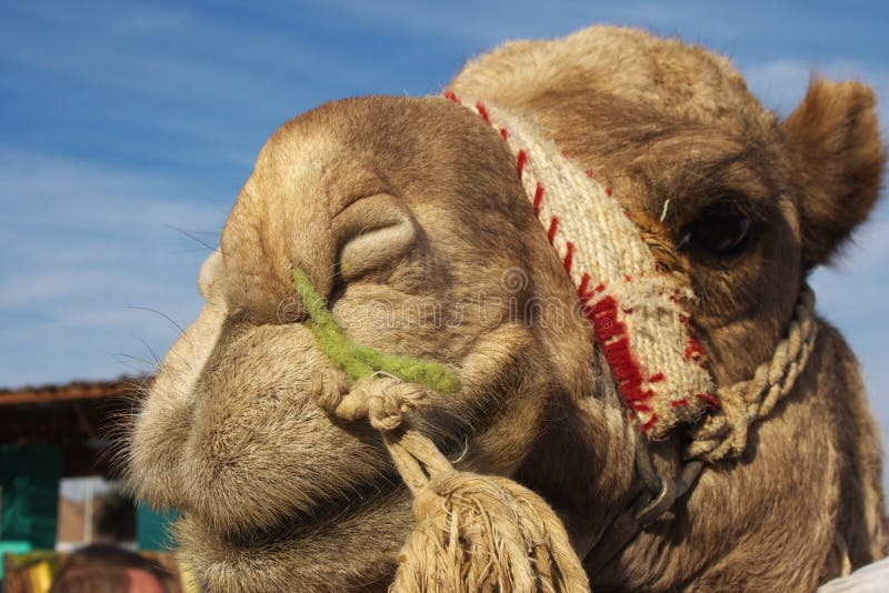 Ritratto del cammello fotografia stock