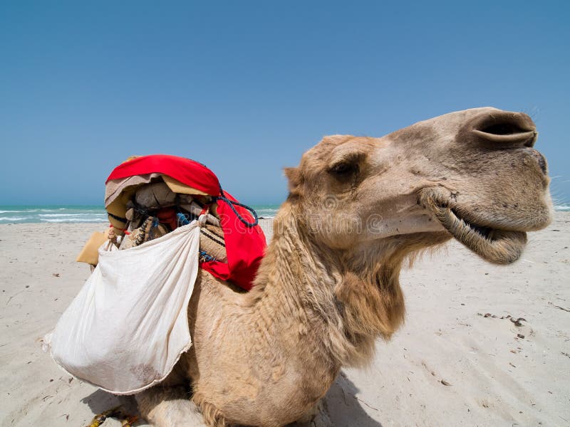 Ritratto di un Cammello fotografia stock libera da diritti