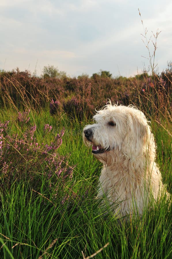 Ritratto del cane fotografie stock libere da diritti Ritratto del cane fotografie stock libere da diritti